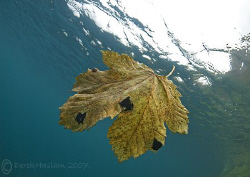 Another very rare leaf ray... Capernwray. D200, 10.5mm. by Derek Haslam 